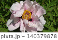 Honey Bee Pollinating Tree Peony Flower. Macro of Bumblebee on Yellow Stamens of Pink Paeonia Rockii 140379878