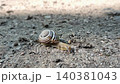 Austrian snail Caucasotachea vindobonensis 140381043