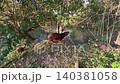 蔓を引っ張るカピバラのユニークな映像 140381058