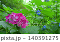 Beautiful pink hydrangeas glistening in the rain against a backdrop of fresh greenery. Beautiful pink hydrangeas glistening in the rain against a backdrop of fresh greenery. 140391275