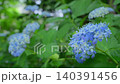 A close-up of blue hydrangeas blooming beautifully after the rain. A close-up of blue hydrangeas blooming beautifully after the rain. 140391456