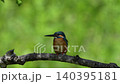 翠鳥棲息在樹枝上，風景優美。 140395181
