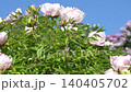 Peony bud flowers bloom in garden. Floral background. Beautiful White pink Tree Peonies. Paeonia Rockii Flower in Summer Garden 140405702
