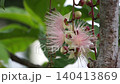 The fleeting beauty of a one-night flower 140413869