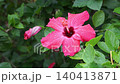 Refreshing hibiscus after the rain 140413871