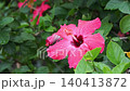 Raindrops on tropical flowers 140413872