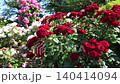 陽射しを浴びて鮮やかに咲く薔薇 140414094