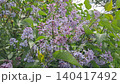 Soft violet lilac blossoms on branches with green leaves in a spring garden 140417492