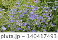 Delicate Blue Wildflowers Blooming in Lush Green Meadow Landscape 140417493