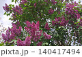 Beautiful dark purple lilac tree bush blooming with lush flowers in spring 140417494