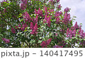 Large blooming purple lilac tree bush with bright flowers in spring garden 140417495