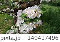 Honey bee pollinating white apple blossom flowers on tree branch in spring orchard 140417496