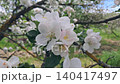 White apple blossom flowers blooming on tree branch in spring orchard close up 140417497