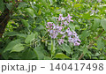 Soft purple lilac flower branch with fresh green leaves in a spring garden 140417498
