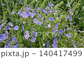 Close up of small blue germander speedwell wildflowers in grass 140417499