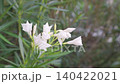 Close up shot of delicate white oleander flowers blooming on a green leafy bush in a garden. white blossoms against a soft blurred background on a bright day. 140422021