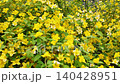 VIBRANT YELLOW ALLAMANDA BLOSSOMS IN FULL SUMMER BLOOM, HONG KONG 140428951