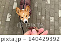 Happy ginger Welsh corgi in overalls on a walk. Video FullHD 140429392