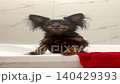 Ratlik, a happy young Prague rat trap, and the Lieben chamois are standing in the bathroom, after a walk, the owner washes the dog's paws. Vertical video FullHD 140429393