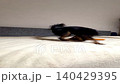 Happy young Prague ratcatcher Ratlik plays on the couch with his favorite toy. Vertical video FullHD 140429395