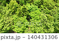 癒しの緑豊かな森をドローンでゆく 140431306