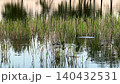 A mallard duck swims among green reeds in a tranquil pond, a picturesque scene of wetland wildlife. 140432531