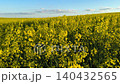 Close-up of blooming rapeseed flowers in golden rapeseed field, sunny spring agricultural landscape. 140432565
