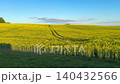 Blooming rapeseed field under blue sky, golden rapeseed field landscape in spring countryside. 140432566
