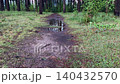 Trail in swampy forest with puddles among pine trees, rainy forest trail in lush green natural landscape. 140432570
