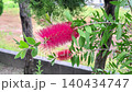 風に揺れるブラシの木の花 140434747