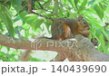 Japanese squirrel biting a walnut 140439690