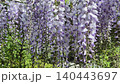 Wisteria Murasaki-noda blooms and climbs 140443697