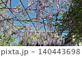 Wisteria Murasaki-noda blooms and climbs 140443698