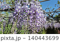 Wisteria Murasaki-noda blooms and climbs 140443699