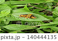 A close-up shot of a small skipper butterfly with vibrant orange and dark brown wings resting calmly on a textured green leaf surrounded by dense wild grass. 140444135