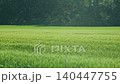Poplar fluff (willow fluff) fluttering in the wheat fields. 140447755
