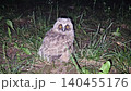 A fluffy baby owl fallen from its nest onto the ground in a dark night. Vulnerable owlet slowly turns its head, revealing striking orange eyes. Eurasian Eagle-Owl (Bubo bubo) covered in downy plumage 140455176