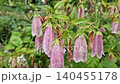 Delicate pink spotted bellflowers (Campanula punctata), covered in fresh raindrops, hang from green stems in a lush garden. Closeup revealing clusters of the bell-shaped blossoms amidst green leaves 140455178
