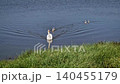 A graceful swan steps out of the lake water onto the bank, moving defensively to protect her little grey cygnets swimming nearby. Vigilant mother defense firmly shielding her vulnerable babies 140455179