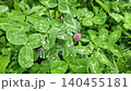 Vibrant pink red clover blossoms and green trefoil leaves are covered in glistening raindrops. A wild, overgrown summer meadow teeming with tall blades of grass glistening under natural daylight 140455181