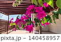 Bright magenta bougainvillea flowers hanging from a lush vine in a sunny courtyard with a wooden pergola, creating a vibrant tropical garden atmosphere 140458957
