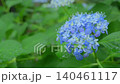 A close-up of a blue hydrangea with raindrops sparkling after the rain (fixed-position shot). A close-up of a blue hydrangea with raindrops sparkling after the rain (fixed-position shot). 140461117