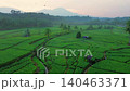 Terraced Rice Fields at Sunrise in Indonesia. Beautiful panoramic view of terraced rice fields surrounded by lush tropical greenery and palm trees 140463371