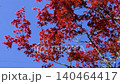 Spring autumn leaves 140464417