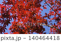 Spring autumn leaves 140464418