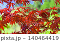 Spring autumn leaves 140464419