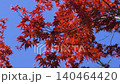 Spring autumn leaves 140464420