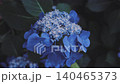 [Takahata Fudoson Hydrangea Festival] A close-up of beautiful blue lacecap hydrangeas wet with rain. 140465373