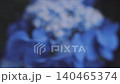 [Takahata Fudoson Hydrangea Festival] A close-up of beautiful blue lacecap hydrangeas wet with rain. 140465374