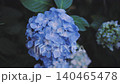 Hydrangeas at Takahata Fudo Temple bloom beautifully after the rain. 140465478